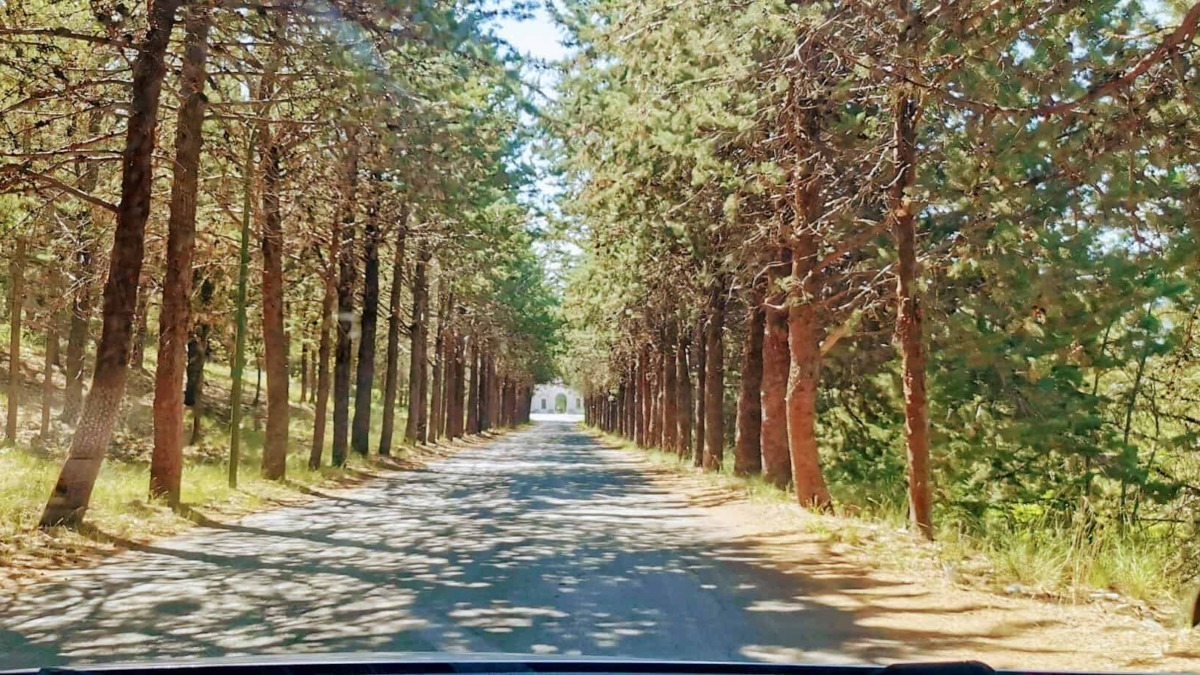 Foresta di pini con strada sterrata, immersa nella natura, perfetta per escursionismo e relax tra alberi e ombra. Ideale per foto paesaggistiche e viaggi outdoor.