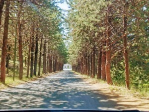 Foresta di pini con strada sterrata, immersa nella natura, perfetta per escursionismo e relax tra alberi e ombra. Ideale per foto paesaggistiche e viaggi outdoor.