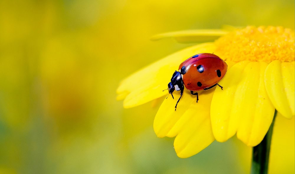 Coccinella sul fiore giallo, insetto comune e simbolo di buona fortuna, su una pianta floreale con sfondo sfocato verde.