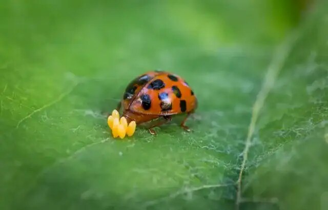 Una coccinella rossa con punti neri su una foglia verde, in un ambiente naturale.