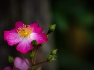 Ecco perché sempre più persone scelgono la bellezza naturale