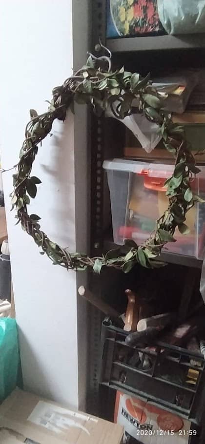 Corona di alloro naturale, perfetta come decorazione per eventi speciali, matrimoni, o come simbolo di onore e vittoria. Realizzata con foglie verdi rigogliose, aggiunge un tocco di eleganza.