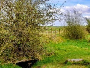 Paesaggio rurale con cespugli, prato verde e cielo nuvoloso, ideale per contenuti sulla natura e il relax all'aperto.