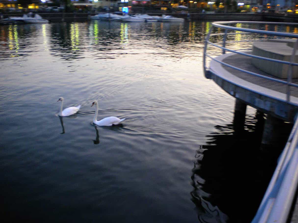 Due cigni nuotano pacificamente nel fiume al tramonto, con luci della città riflessi sull'acqua e una struttura in metallo sulla destra.