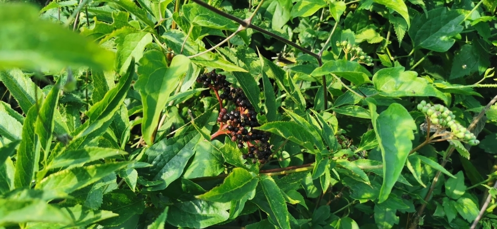Il sambuco lungo la strada