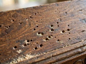 Eliminare i tarli dai mobili in legno con trattamenti mirati
