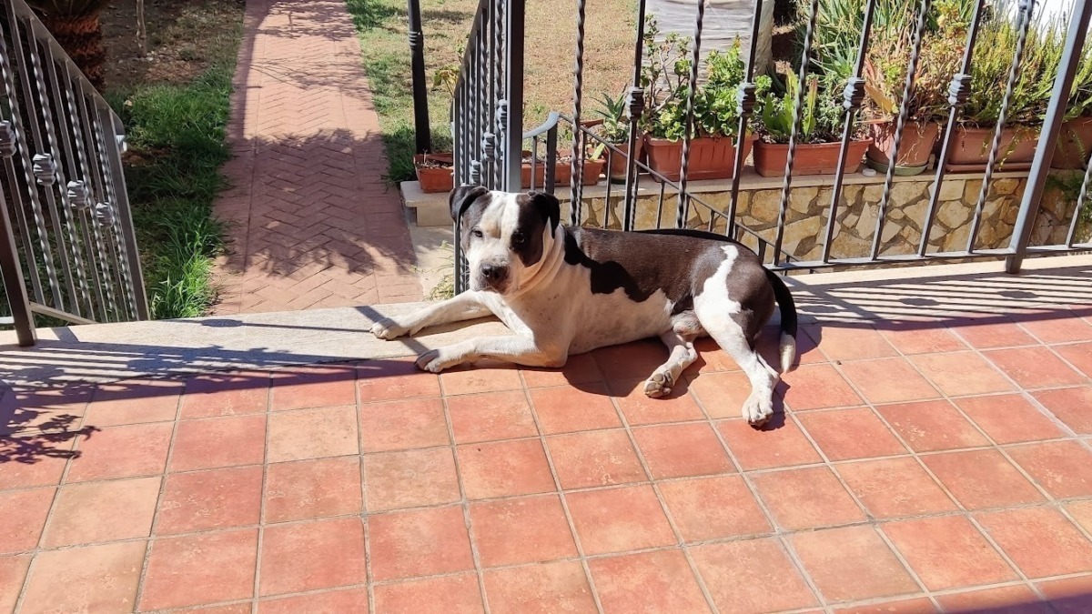 Migliori razze di cani: come scegliere quella giusta per te