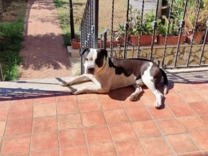 Migliori razze di cani: come scegliere quella giusta per te
