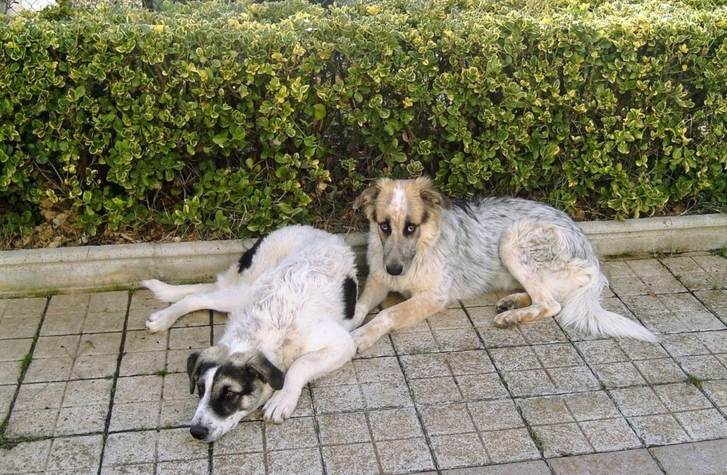 Razze di cani adatte alle famiglie