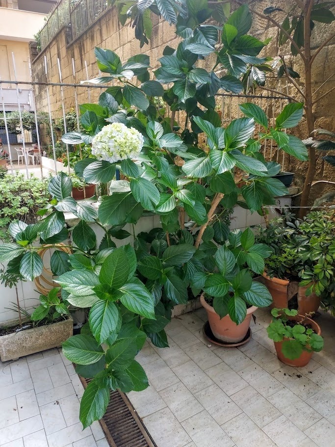 le ortensie fanno tante foglie e pochi fiori