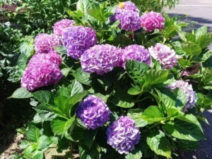 Ortensie non fioriscono: cosa fare a settembre
