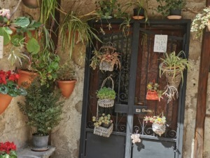 Le piante sono verdi?