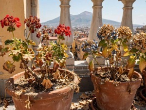 Piante bruciate dal caldo dopo l'estate