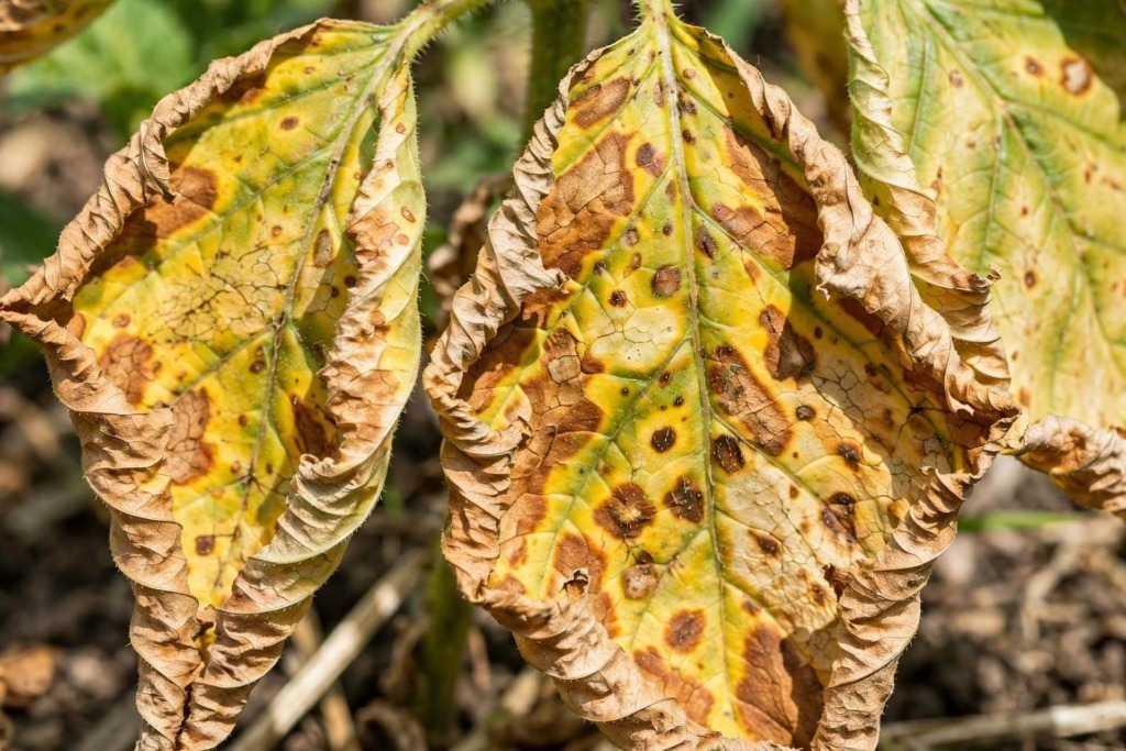 Come recuperare le piante bruciate dal caldo