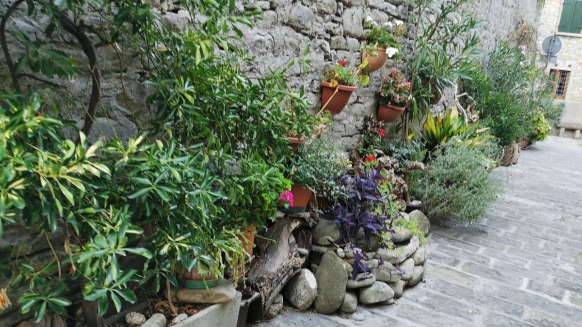 piante perenni da potare in autunno
