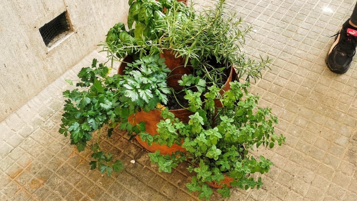 Potatura autunnale di lavanda e salvia in giardino