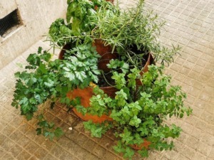 Potatura autunnale di lavanda e salvia in giardino