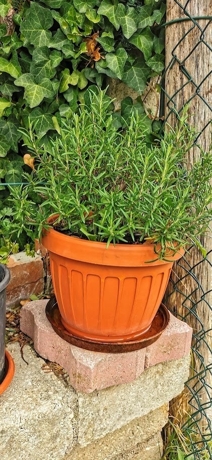 Potatura autunnale delle perenni aromatiche: Potatura autunnale delle aromatiche: Rosmarino