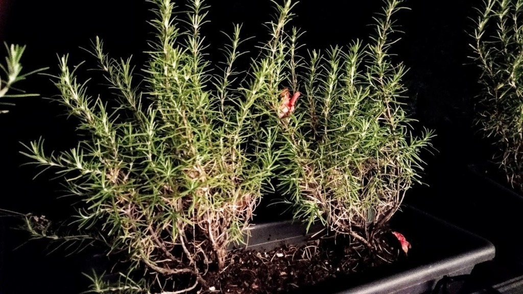 Proprietà e usi secondo la tradizione: Rosmarino fresco con rametti e foglie aromatiche