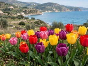 Coltivare tulipani in vaso sul balcone con fiori colorati