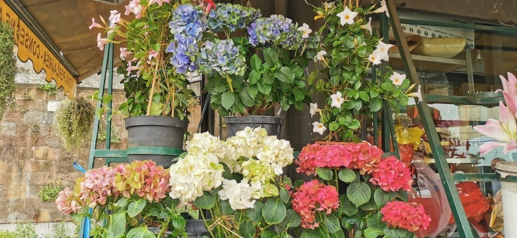 vendita di ortensie in vaso