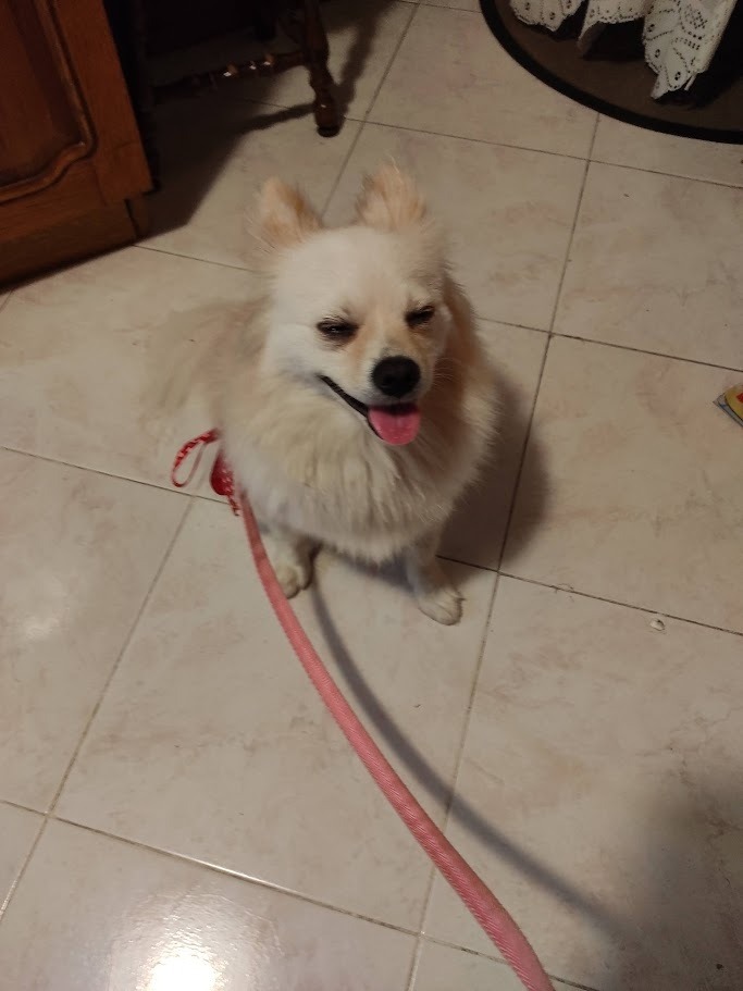 Migliori razze di cani per chi vive in appartamento