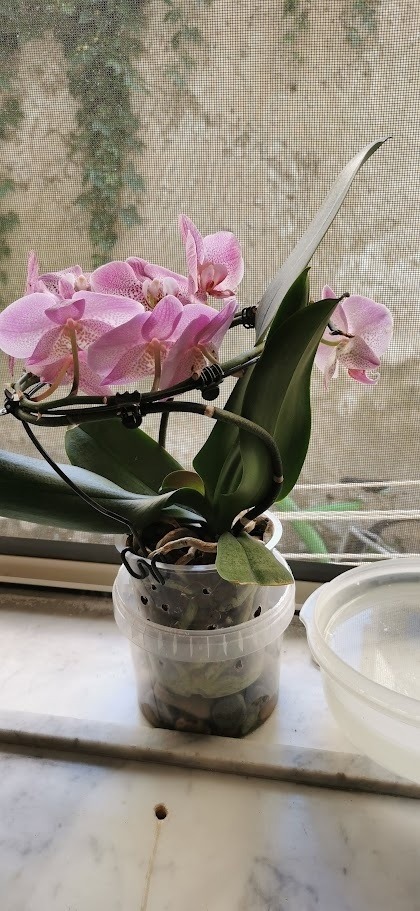 Come curare orchidea appena comprata sul davanzale con luce filtrata da tenda