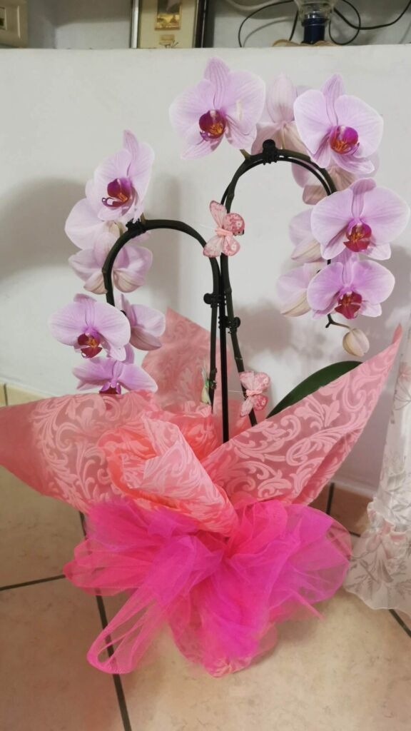 Come curare orchidea appena comprata dopo la fioritura, Phalaenopsis in fiore