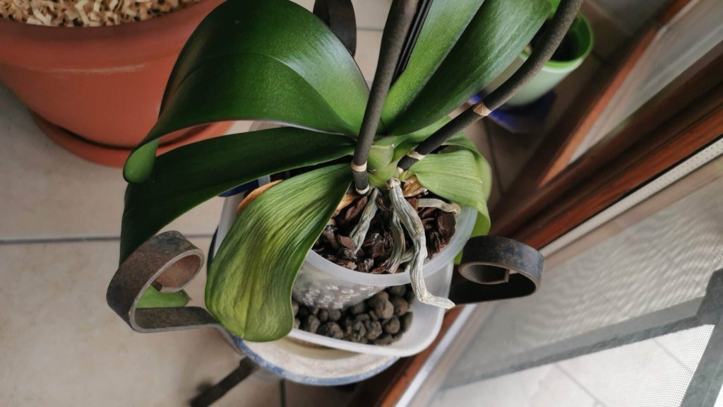 Come curare orchidea appena comprata: radici visibili nel vaso trasparente