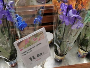 Orchidee fiorite in vendita esposte su scaffale al supermercato