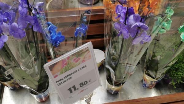 Orchidee fiorite in vendita esposte su scaffale al supermercato