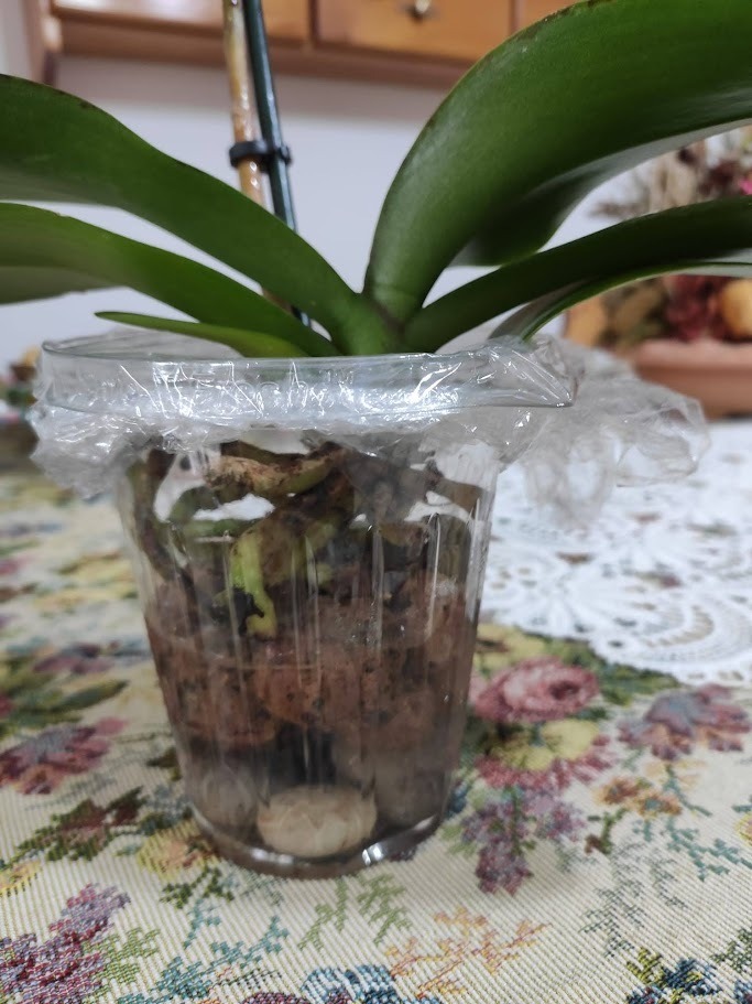 Radici di orchidea in vaso trasparente
