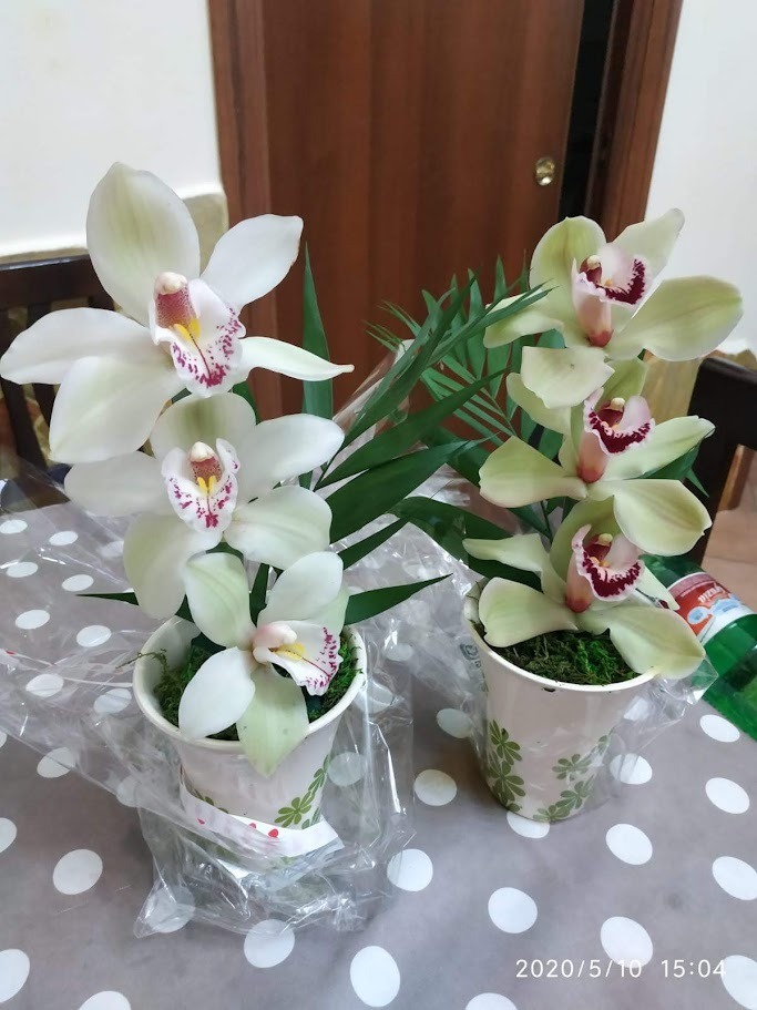 Orchidea appena comprata: la guida pratica per farla durare a lungo