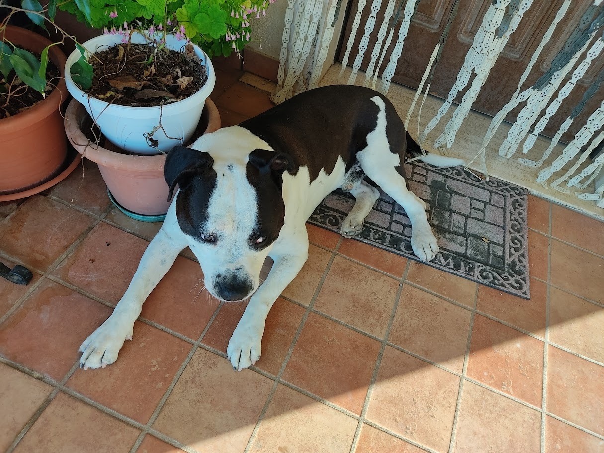 Togliere Le Zecche dal Cane: 7 Passaggi Sicuri e Veloci: Come prevenire le zecche nel cane
