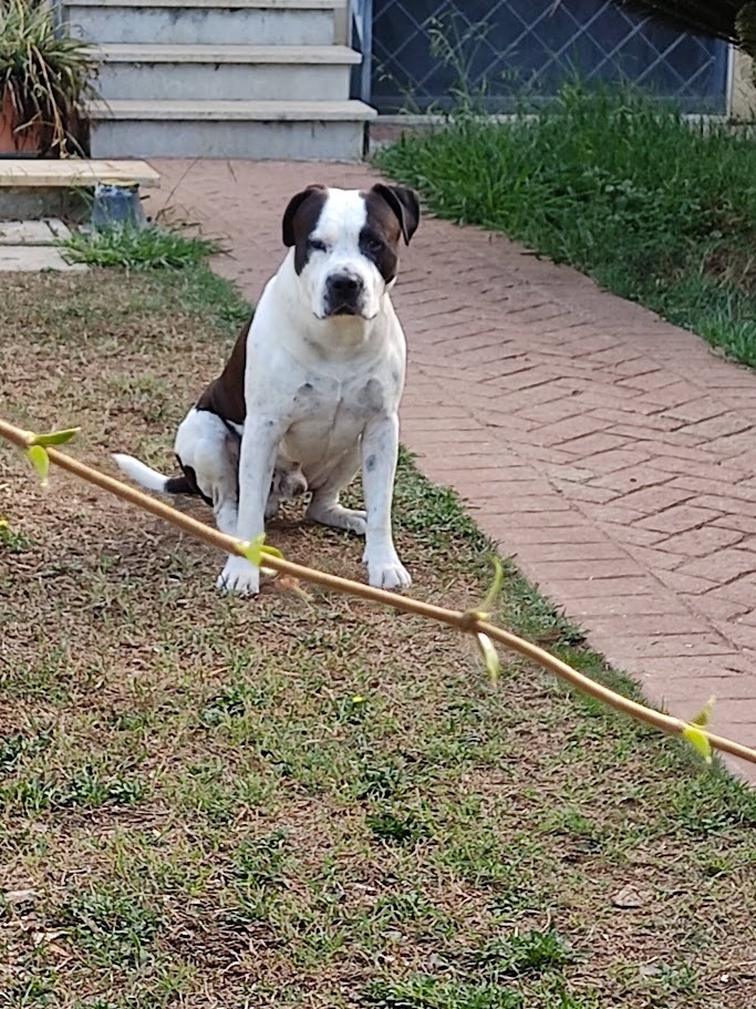 Togliere Le Zecche dal Cane: 7 Passaggi Sicuri e Veloci